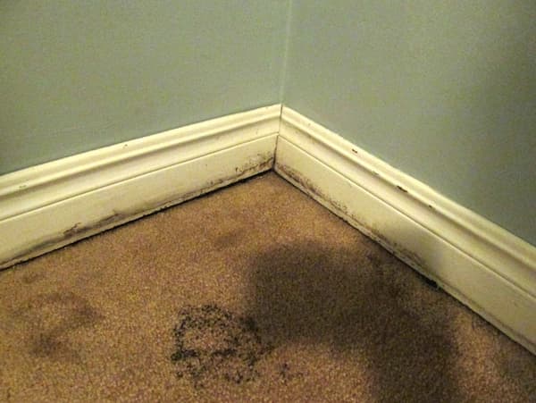 mold Flooring Restoration